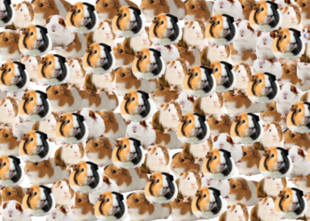 Speurders opgelet: Kan jij de kat vinden tussen alle cavia’s?