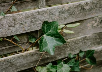 Wendy (47): “Mijn buurman laat zijn klimop door mijn schutting groeien en weigert te snoeien”