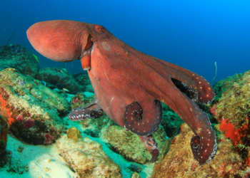 Wetenschappers: “Inktvissen staan klaar om de wereld over te nemen van de mens”