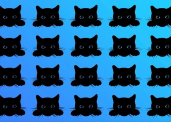 Alleen voor de echte speurneuzen: Zeg maar welke kat verschilt van de rest