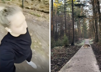 Beangstigende beelden: Wolf zet achtervolging in op vrouw tijdens rondje hardlopen