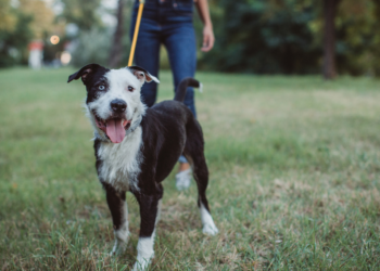 Binnenkort hondenvrije zones: ”Voor moslims zijn honden onrein, daar moeten we rekening mee houden”