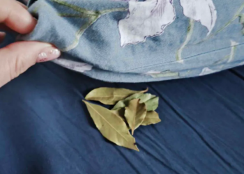 Dit is waarom je laurierbladeren onder je kussen moet leggen