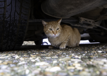 Dit is wat je moet doen wanneer je een kat hebt aangereden