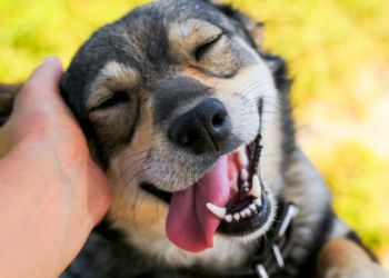 Dit zijn de 10 populairste hondennamen van 2024