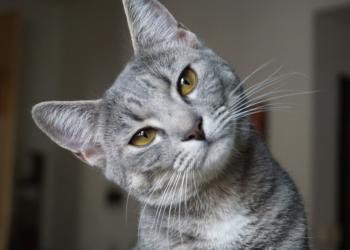 Dit zijn de 10 populairste kattennamen van 2024