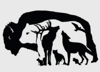 Een échte hersenkraker: Bijna niemand is het er over eens hoeveel dieren er te zien zijn