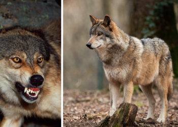 Hoe konden Nederlandse wolvendeskundigen er zo compleet naast zitten?