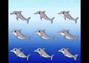 Hoeveel dolfijnen zijn er te vinden op dit plaatje?