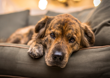 Ilona (46): “Honden horen niet op de bank of op bed, dat is echt heel smerig”