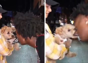 Jongen valt hond lastig: Het hondje laat het hier niet bij en bijt hem in zijn neus