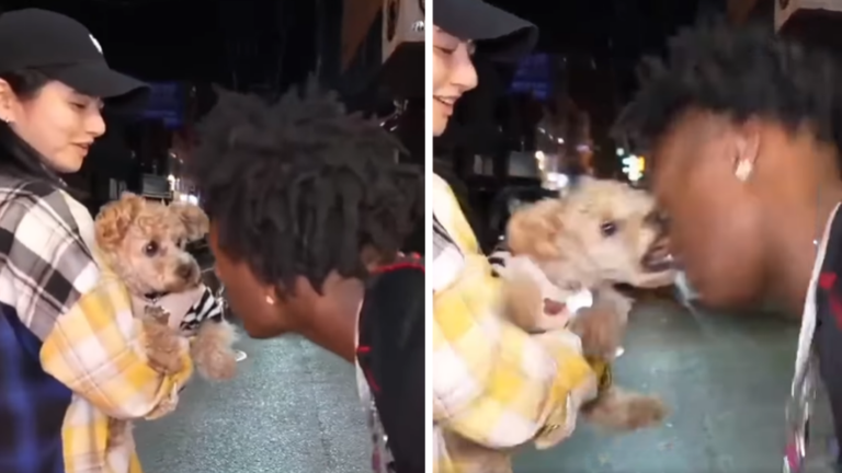 Jongen valt hond lastig: Het hondje laat het hier niet bij en bijt hem