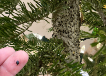 Schokkend: Zoveel ongedierte schuilt er in jouw kerstboom