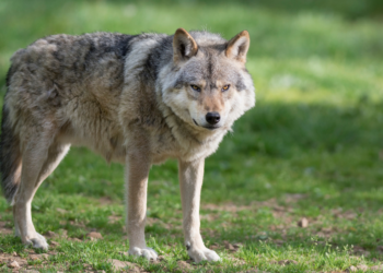 BEELDEN: Wolf duikt op in een speeltuintje middenin een woonwijk, bewoners zijn in shock