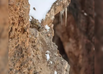 Echt vrijwel niemand kan de luipaard op deze foto vinden