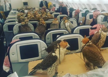 Een Saoedische prins heeft een hele vlucht geboekt, alleen voor zijn 80 valken, zodat ze veilig konden reizen