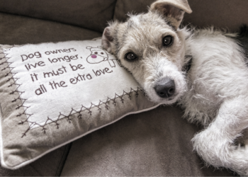 Expert: “Mensen die hun hond op de bank laten, maken hun huis onhygiënisch”