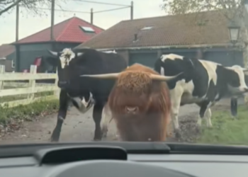 VIDEO: Wanneer deze man thuis komt staan er koeien voor zijn auto op de oprit, wat er dan gebeurt geloof je nooit!