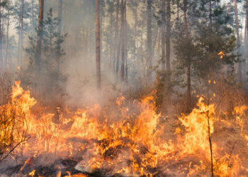 Wetenschappers alarmeren: 2024 is het warmste jaar ooit gemeten en dat is zorgwekkend