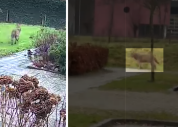 Wolf duikt opnieuw op in woonwijk: “Het is wachten tot het een keer mis gaat”