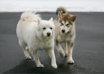 Zo bescherm je de poten van je hond tegen schadelijk strooizout!
