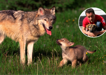 Bekende dierenarts komt met oplossing tegen de wolf: “Politiek twijfelt, maar er is geen tijd te verliezen”