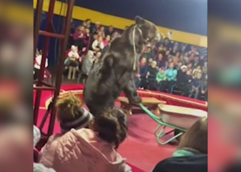 Deze gigantische circusbeer valt zijn trainer aan: een triest verhaal van uitbuiting