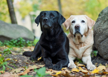 Dierenarts vertelt: “Deze 5 hondenrassen zou ik absoluut nooit nemen!”