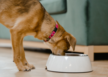 Dierenarts waarschuwt: Dit gebeurt er als je hond pasta eet… Veel baasjes hebben geen idee!