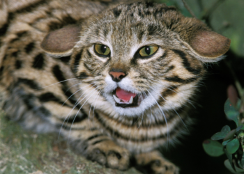 De zwartvoetkat: klein, schattig en de dodelijkste kat ter wereld