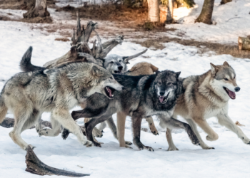 Goed nieuws voor alle wolvenliefhebbers: Zoveel wolven zijn er nu in Nederland, dit aantal groeit snel!