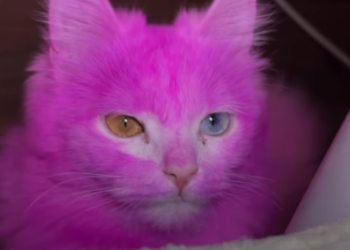 Influencer krijgt flinke bakken kritiek over zich heen: “Je verft je kat toch niet roze?!”