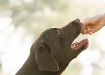 Mogen honden kaas eten? Dit is wat je moet weten!