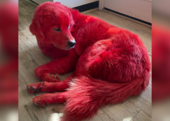Onvoorstelbaar! Daarom besloot deze vrouw haar hond rood te verven