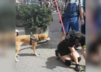 VIDEO: Deze jongen doet een hond na… maar de echte hond pikt het niet!