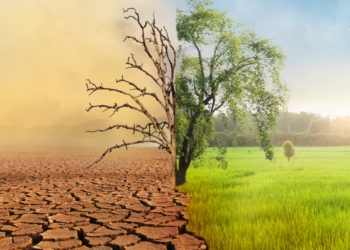 Wetenschappers vrezen dat de klimaatopwarming versnelt: ook januari breekt een temperatuurrecord