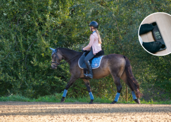 Wie te zwaar is mag niet op het paard: Manage laat mensen wegen voor ze mogen paardrijden
