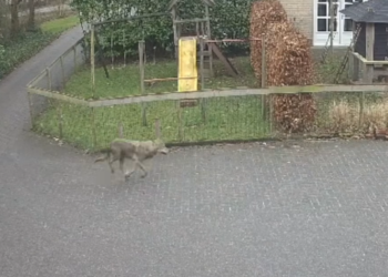 Wolf in de achtertuin! Gezin kan niet geloven wat ze zien tijdens het eten