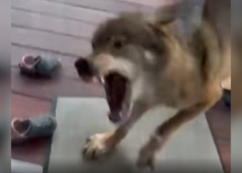 Wolf in de tuin: familie schrikt zich rot als roofdier plots voor de deur staat