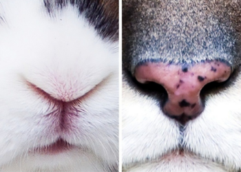 ZIEN: Kun jij deze dieren herkennen aan alleen hun neus? 99% faalt deze test!