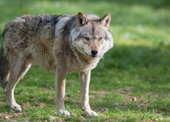 Zwitserland heeft deze winter 48 wolven gedood: “Er waren te veel aanvallen op ons vee en mensen voelden zich minder veilig”