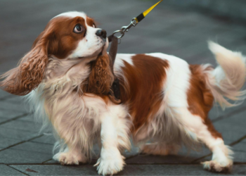 Angela (45) is woest: “Baasjes die dit doen, verdienen geen hond!”