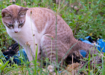 Buren laten hun kat in jouw tuin poepen? Dit zijn je rechten!