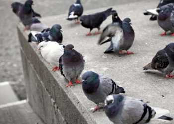 De waarheid over stadsduiven: zijn ze echt zo vies, dom en gevaarlijk?
