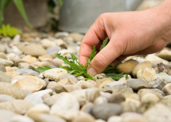 Dit huis-tuin-en-keukenmiddel maakt onkruid wieden overbodig! (Werkt écht)