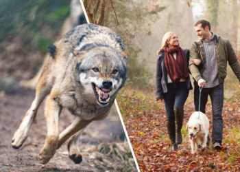 Dreigt een aanlijnplicht voor honden in Nederland? Provincie Utrecht adviseert al om aan te lijnen!