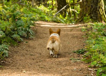Eén op de drie baasjes verliest loslopende hond wel eens uit het oog: “Groot probleem tijdens broedseizoen”