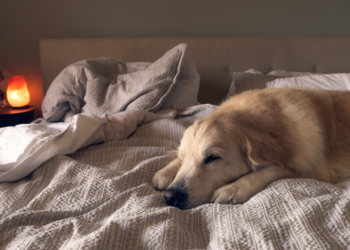 Hondentrainer: “Een hond in je bed laten slapen kan écht niet en dit is waarom”