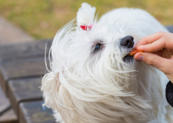 Hondentrainer waarschuwt: “Dit is waarom je je hond niet elke dag een beloning moet geven”