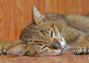 Kattenbaasjes opgelet: In deze plaats is levensgevaarlijke vogelgriep uitgebroken